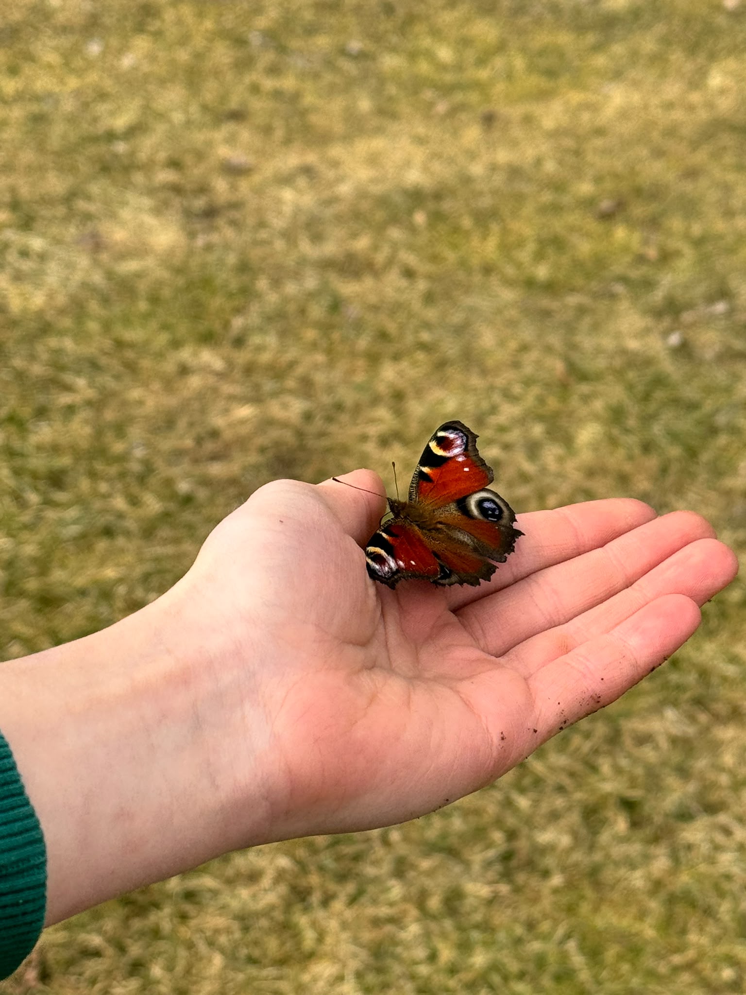 Ein Schmetterling sitzt auf einer geöffneten Kinderhand